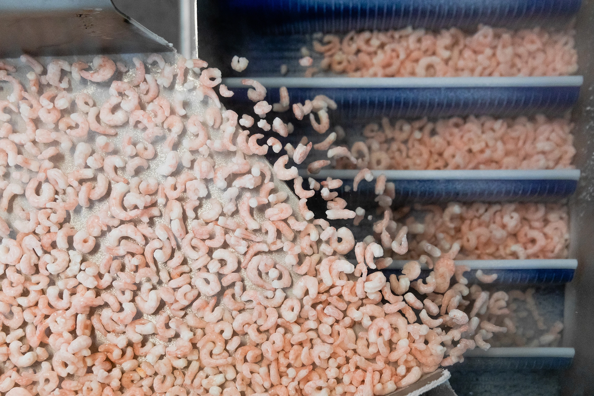 Prawns being processed at factory